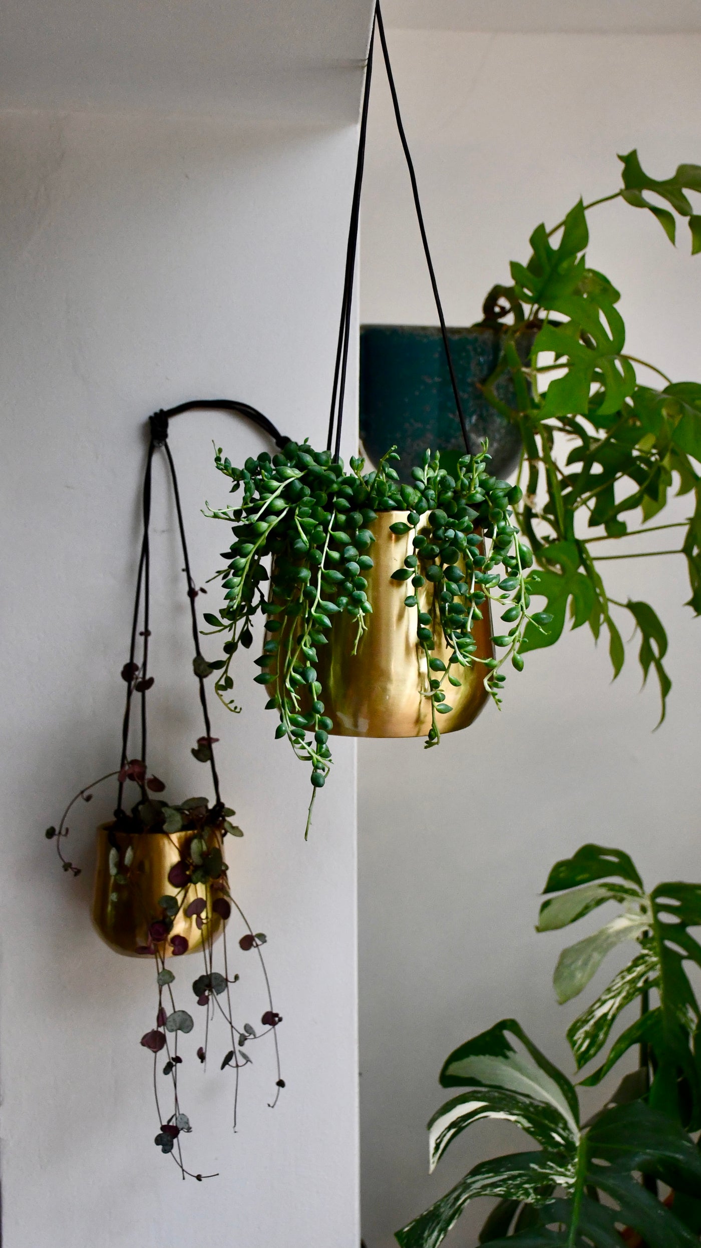 Senecio Herreianus & Brass Hanging Planter