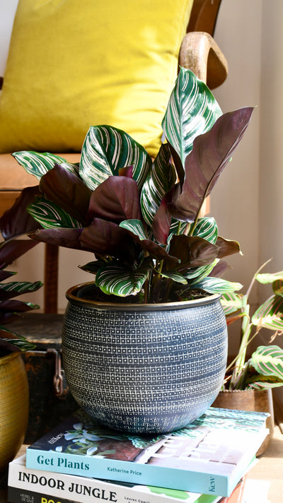 Calathea Sanderiana - Pinstripe - Prayer Plant