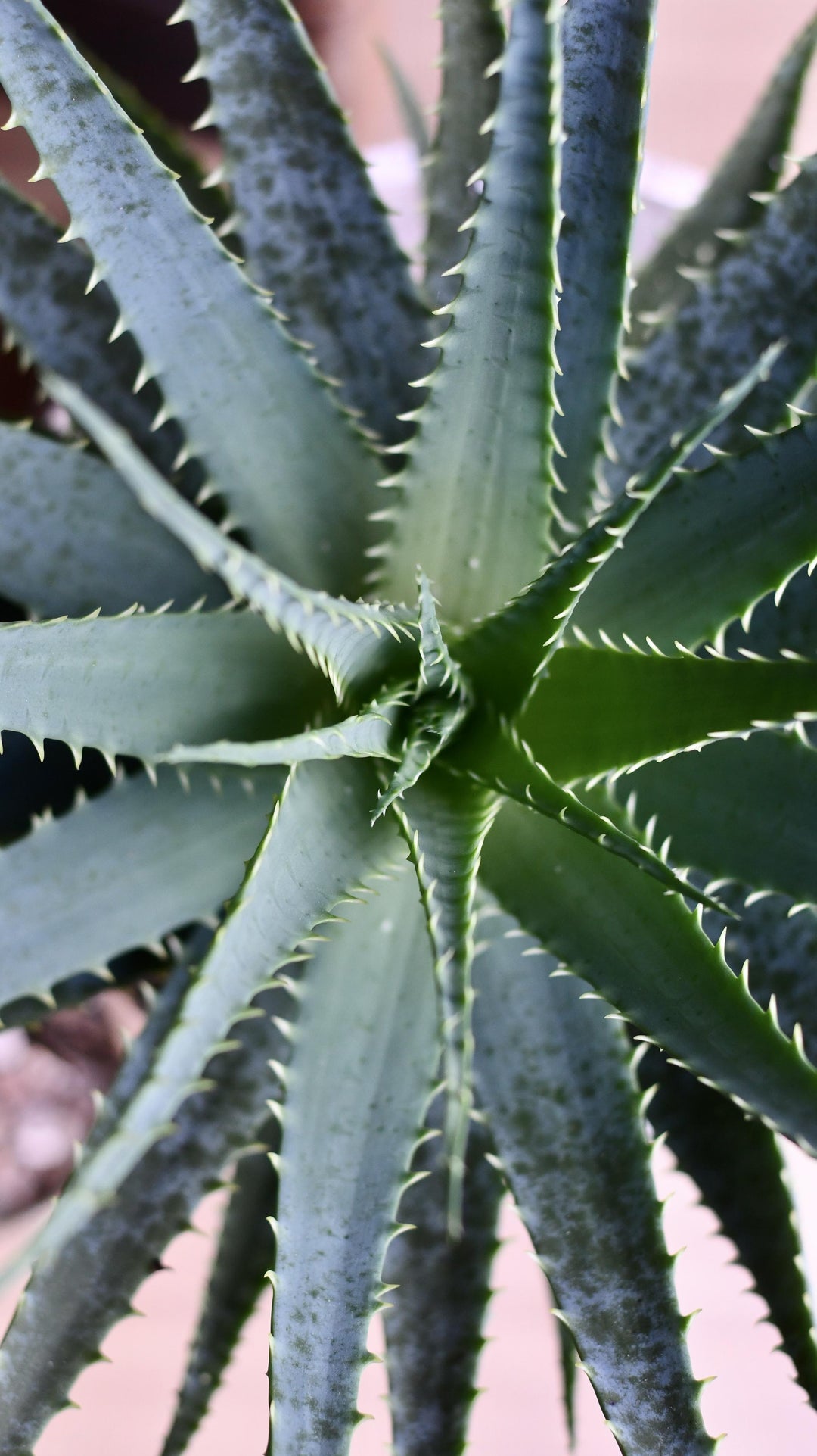 does aloe vera plant have thorns Aloe Vera | Aloe Arborescens