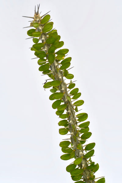 Alluaudia Procera 'Madagascar Ocotillo'