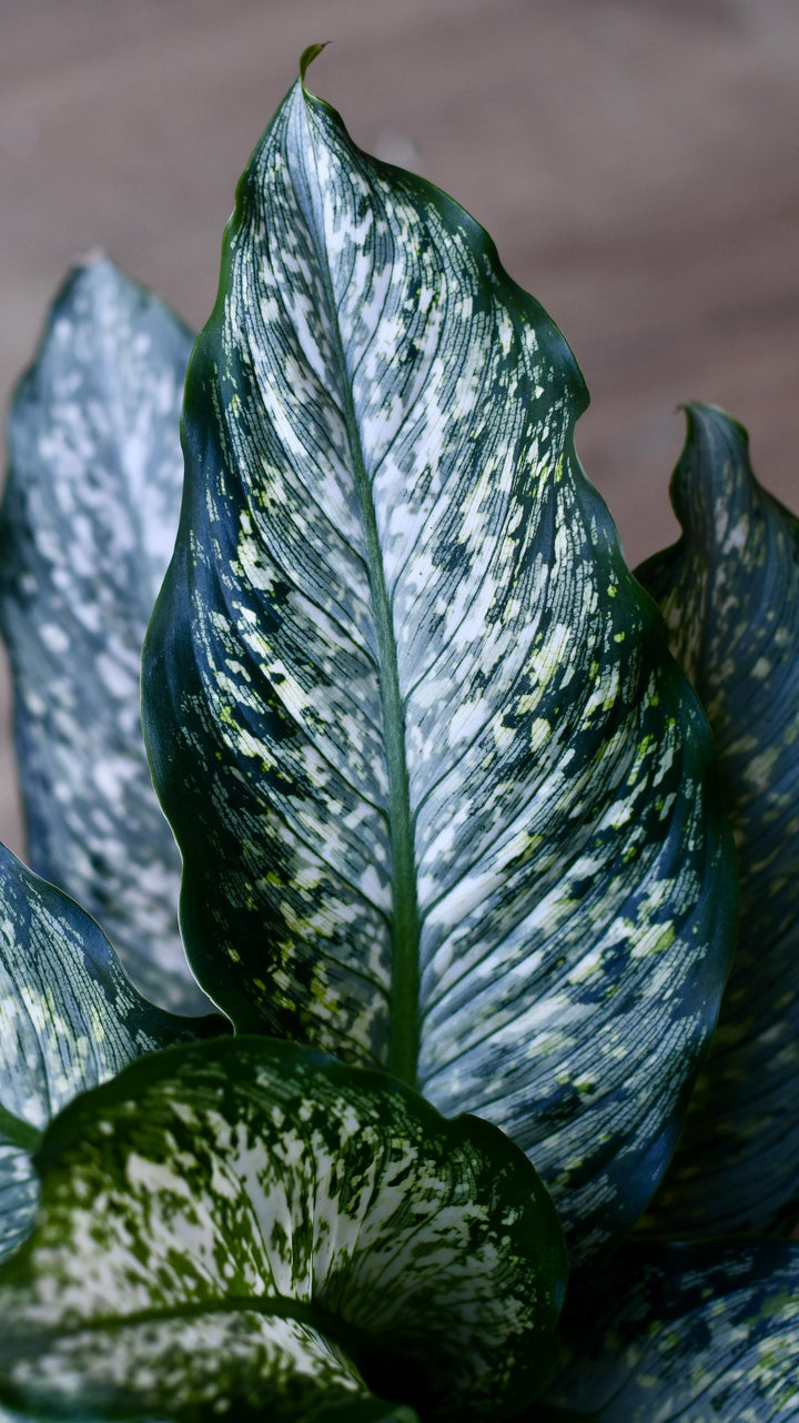 dieffenbachia maculata size Dieffenbachia Maculata Tiki
