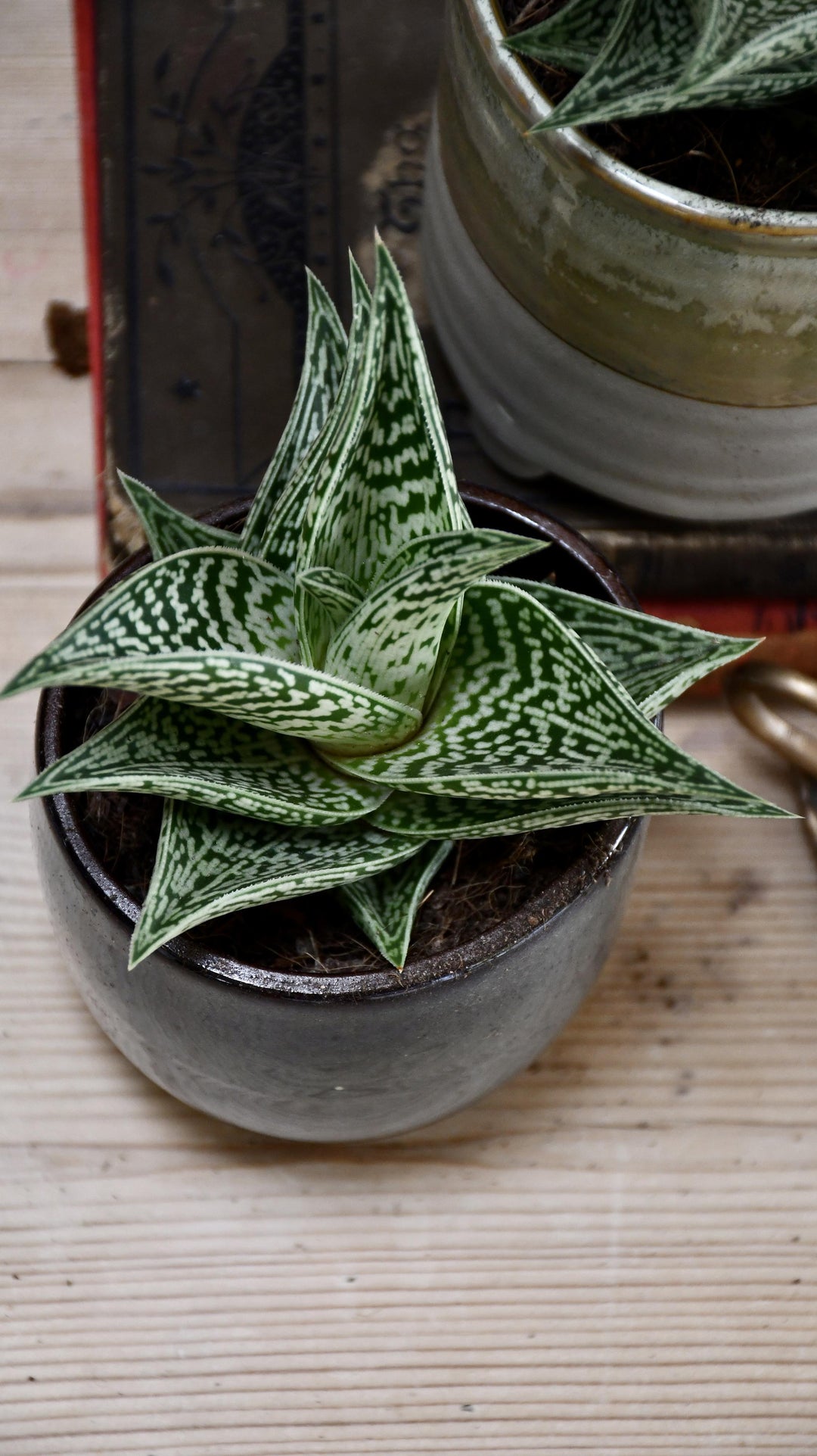 variegated aloe vera plant Aloe Variegata | Gonialoe Variegata