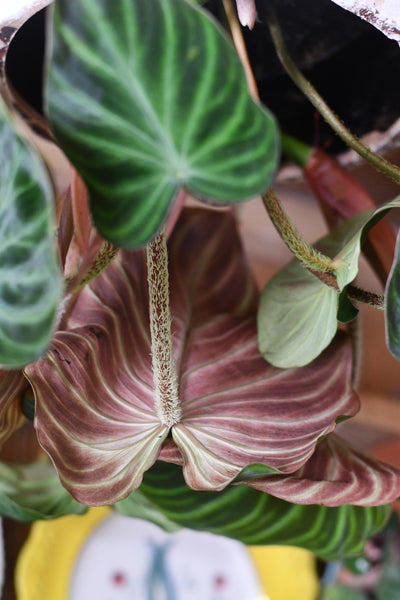 Philodendron Verrucosum