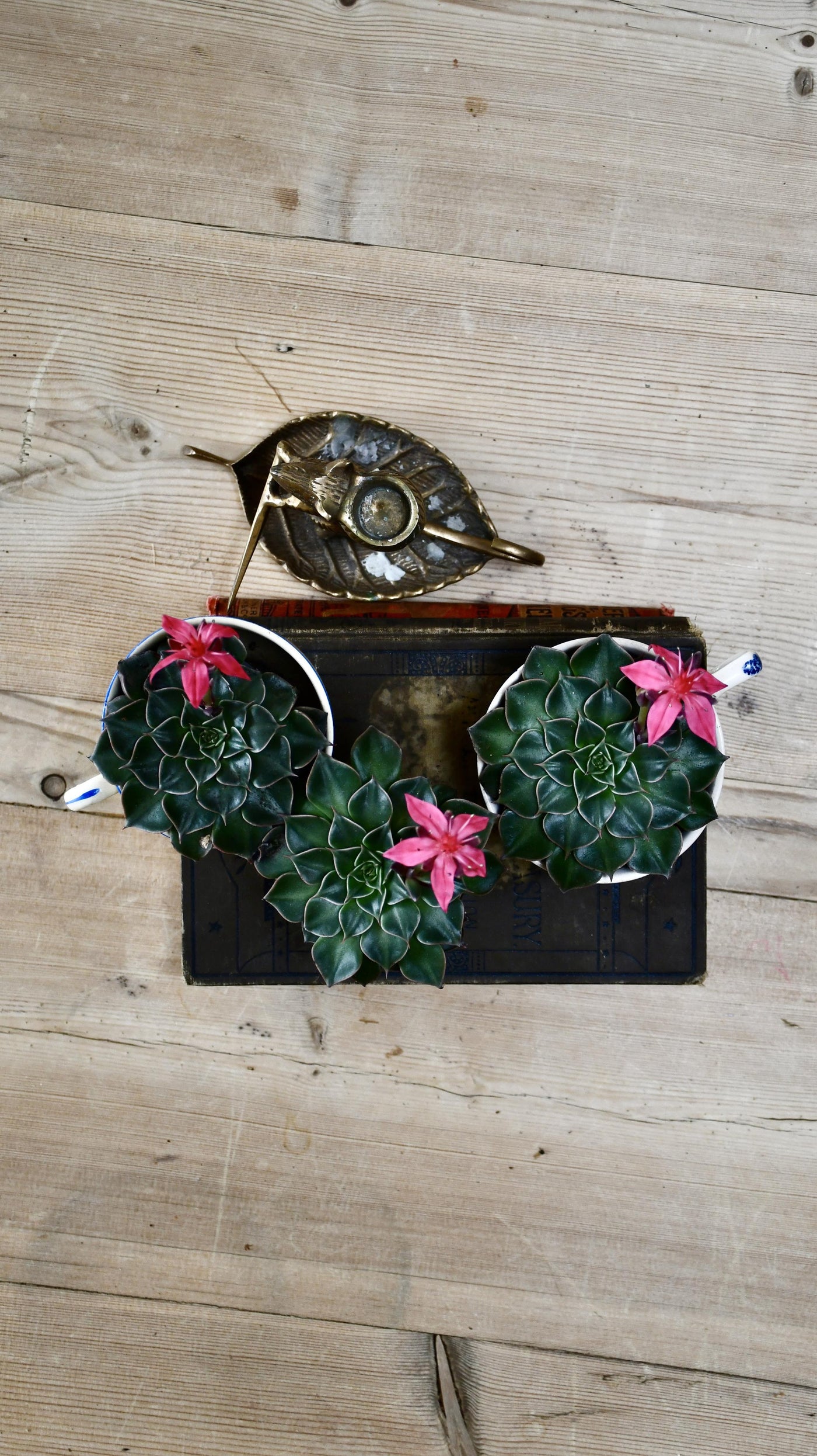 Graptopetalum bellum