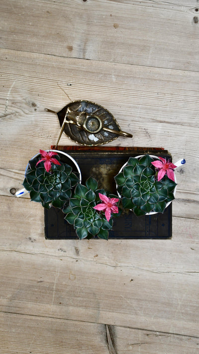 Graptopetalum bellum