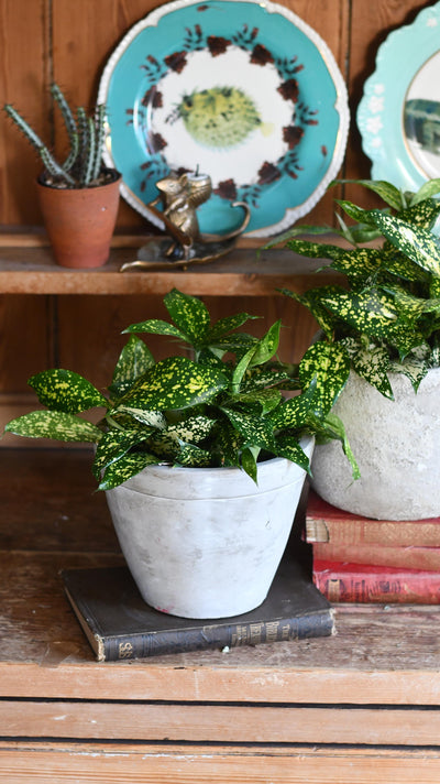 Dracaena Surculosa 'Florida beauty' or Gold Dust