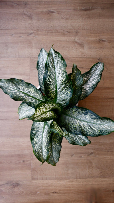 Dieffenbachia Maculata ‘Tiki’