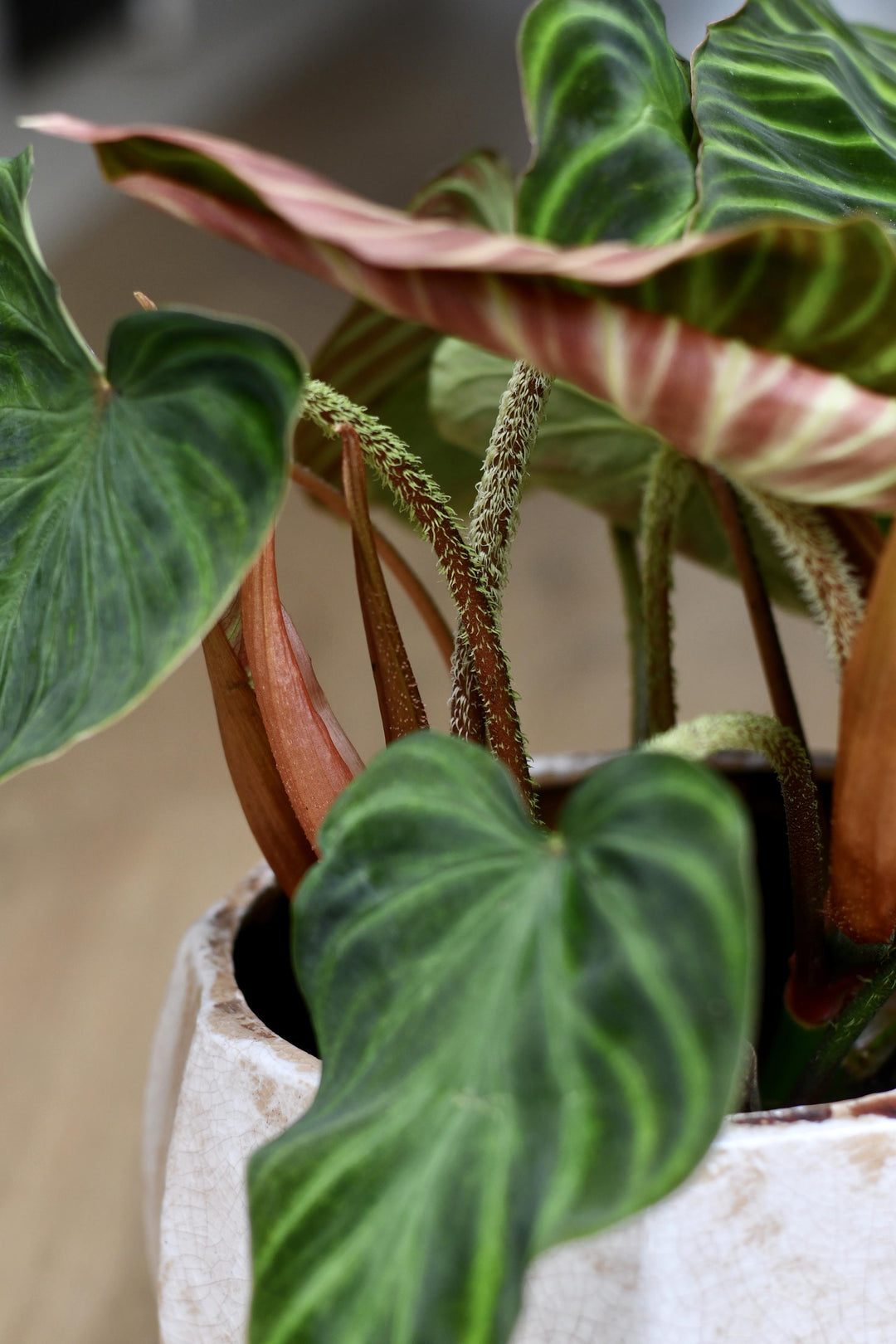 Philodendron Verrucosum | UK Delivery | Happy Houseplants  Happy  Houseplants