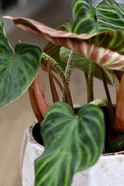 Philodendron Verrucosum