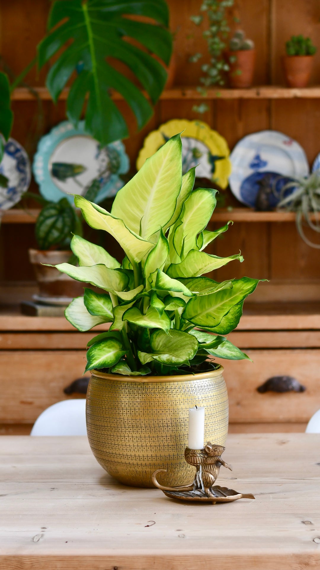 dieffenbachia leopard lily Dieffenbachia Summer | Dumb Cane