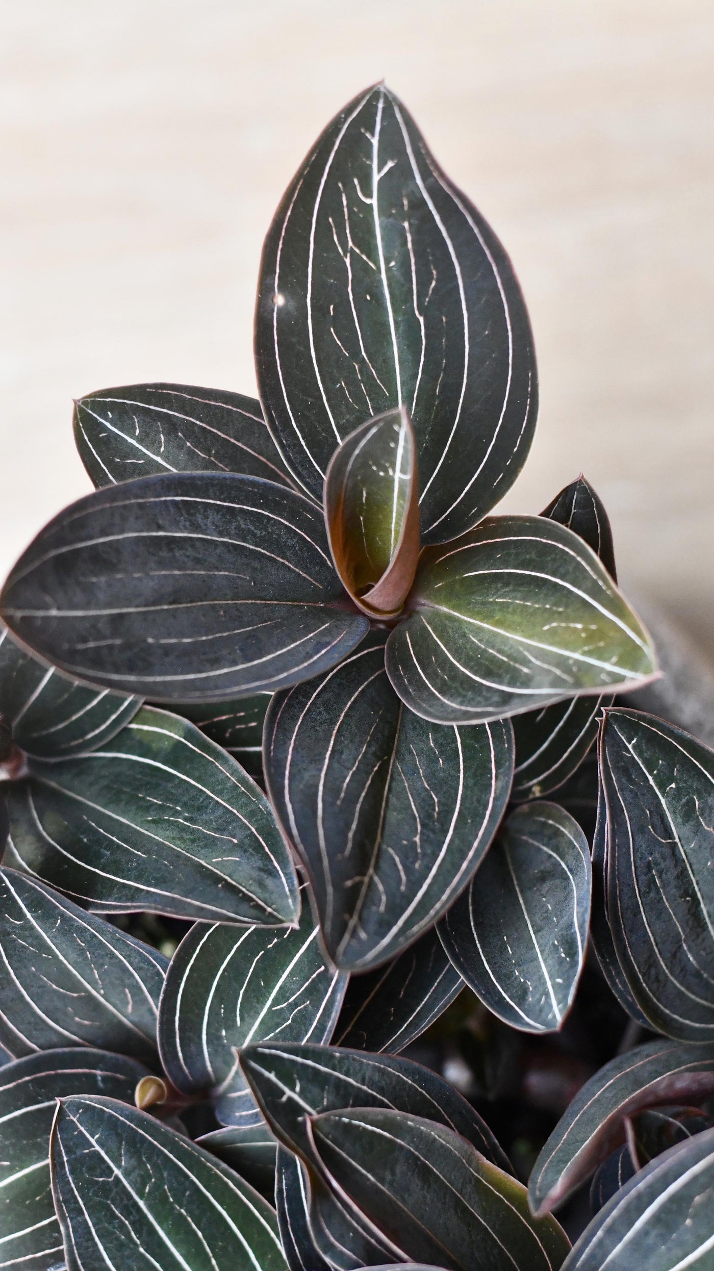 Ludisia discolor (Jewel Orchid)