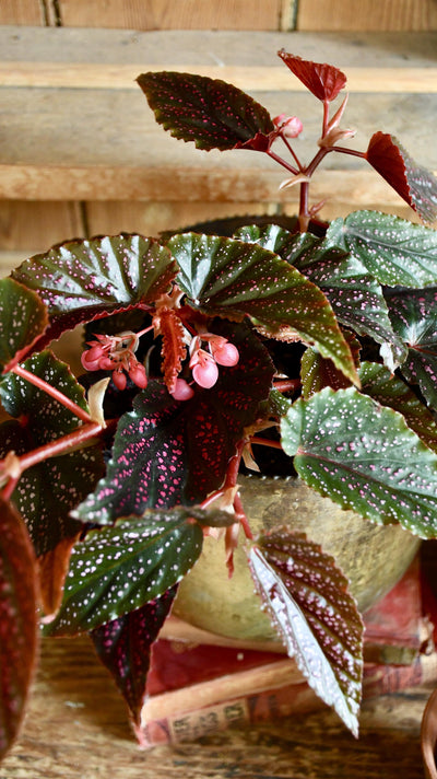 Begonia Benigo (Pink Polka dot)