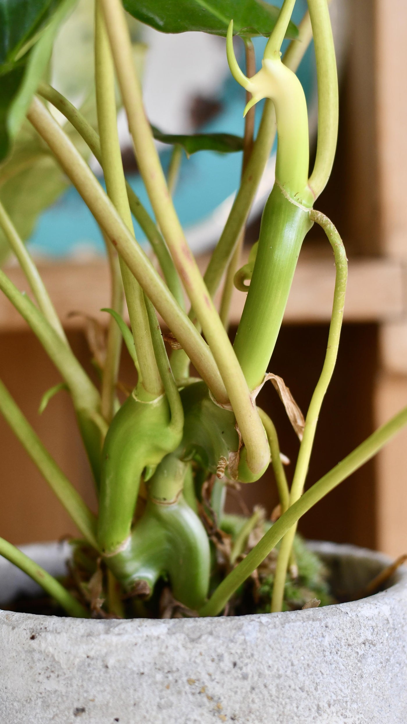 Philodendron Burle Marx