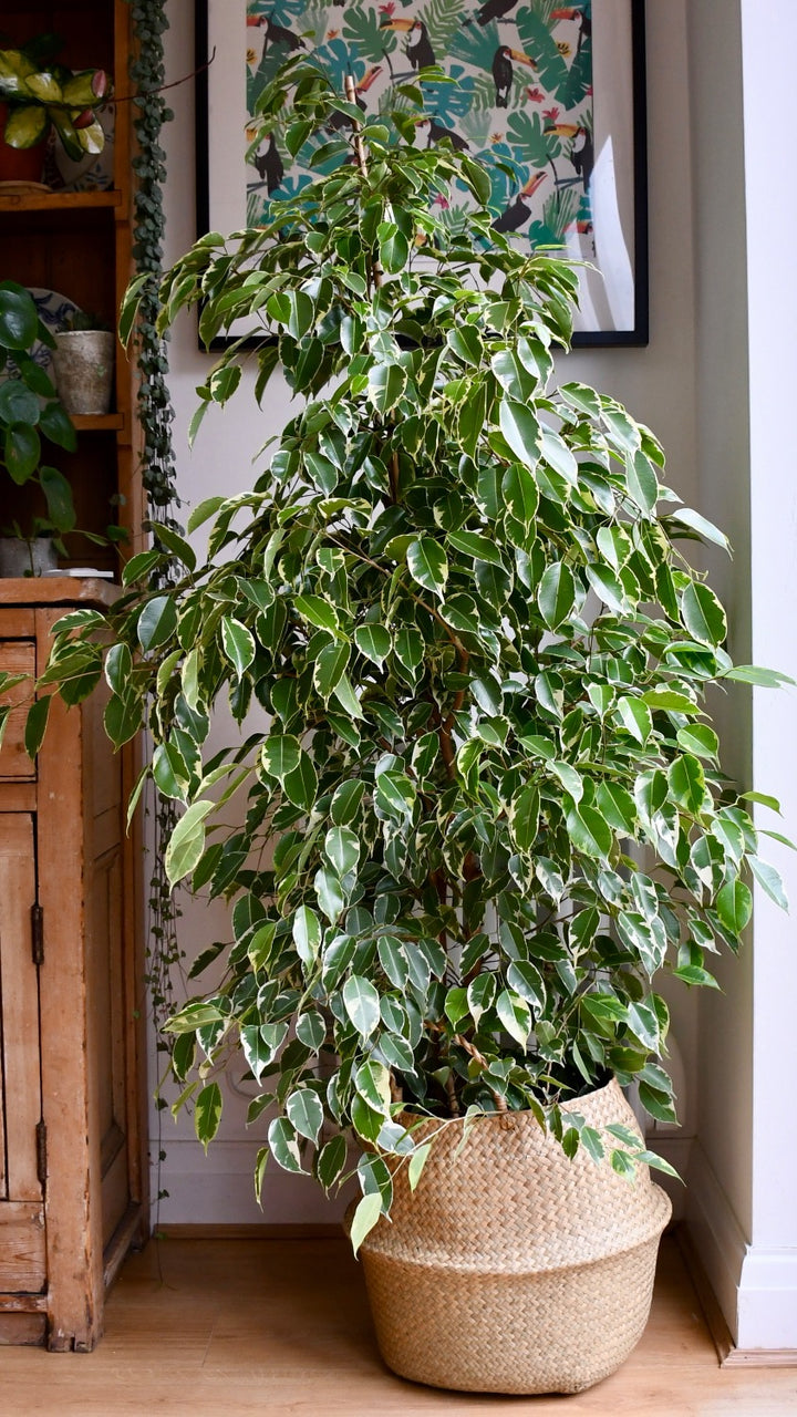 Ficus Benjamina | Ficus Golden King