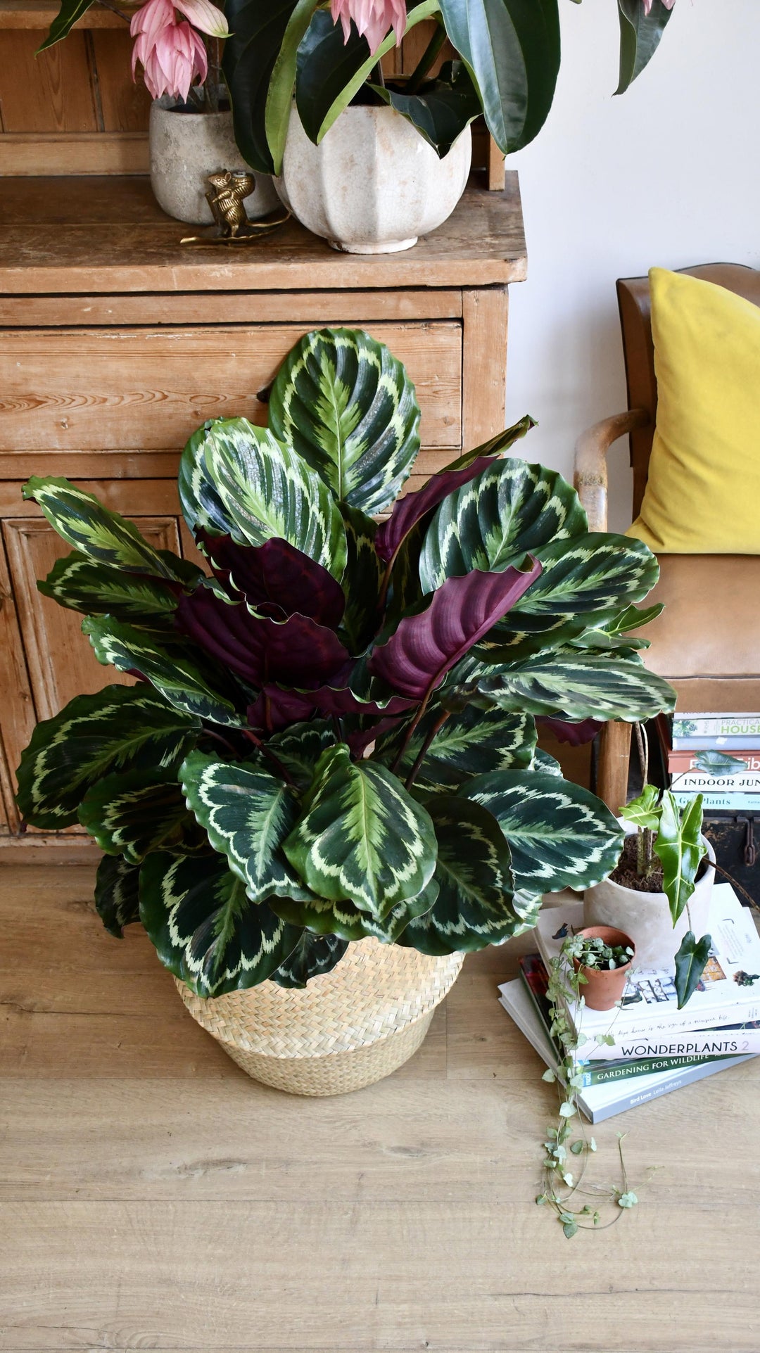 floare calathea XL Calathea Roseopicta Medallion | Happy Houseplants