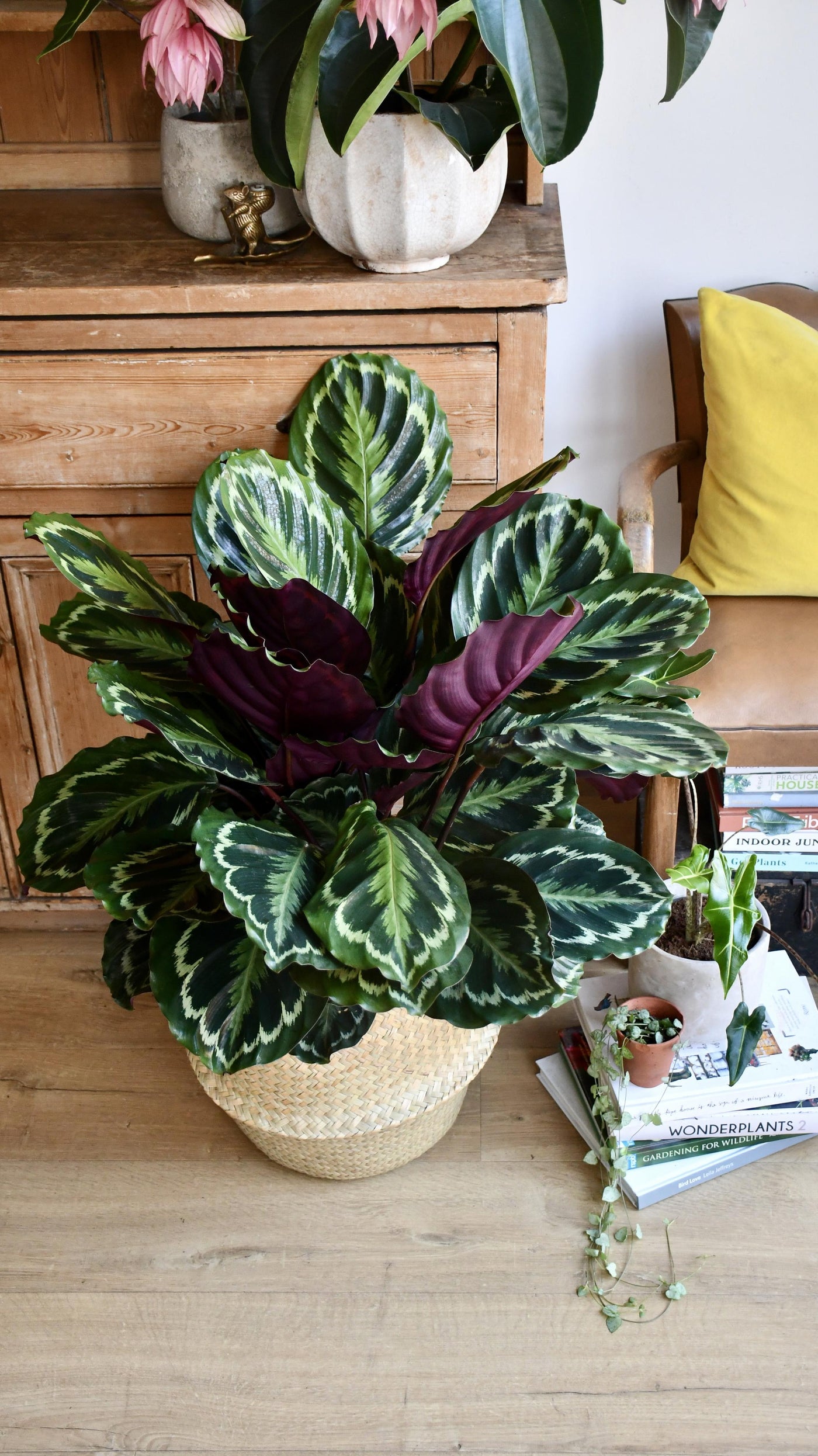 XL Calathea Roseopicta 'Medallion'