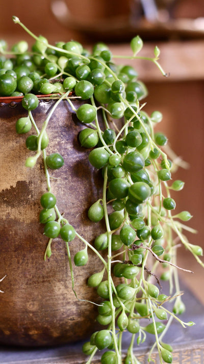 Senecio Rowleyanus - String of Pearls