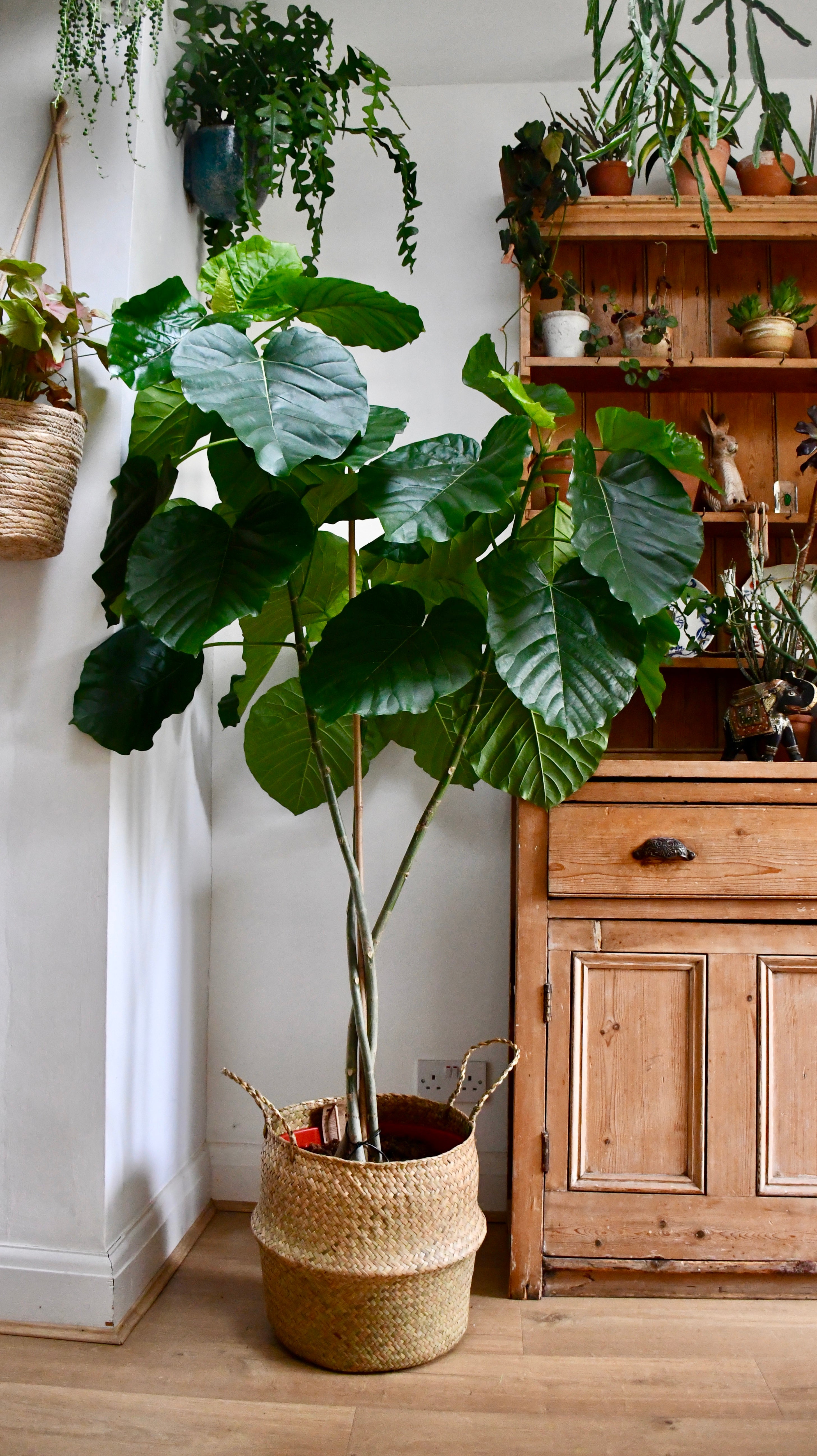 Rare Ficus Tree Ficus Umbellata Tree | Rare Ficus | Happy Houseplants – Happy Houseplants