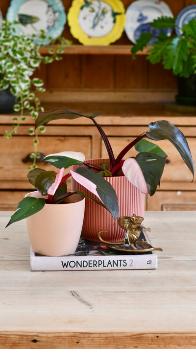Pink Princess Philodendron