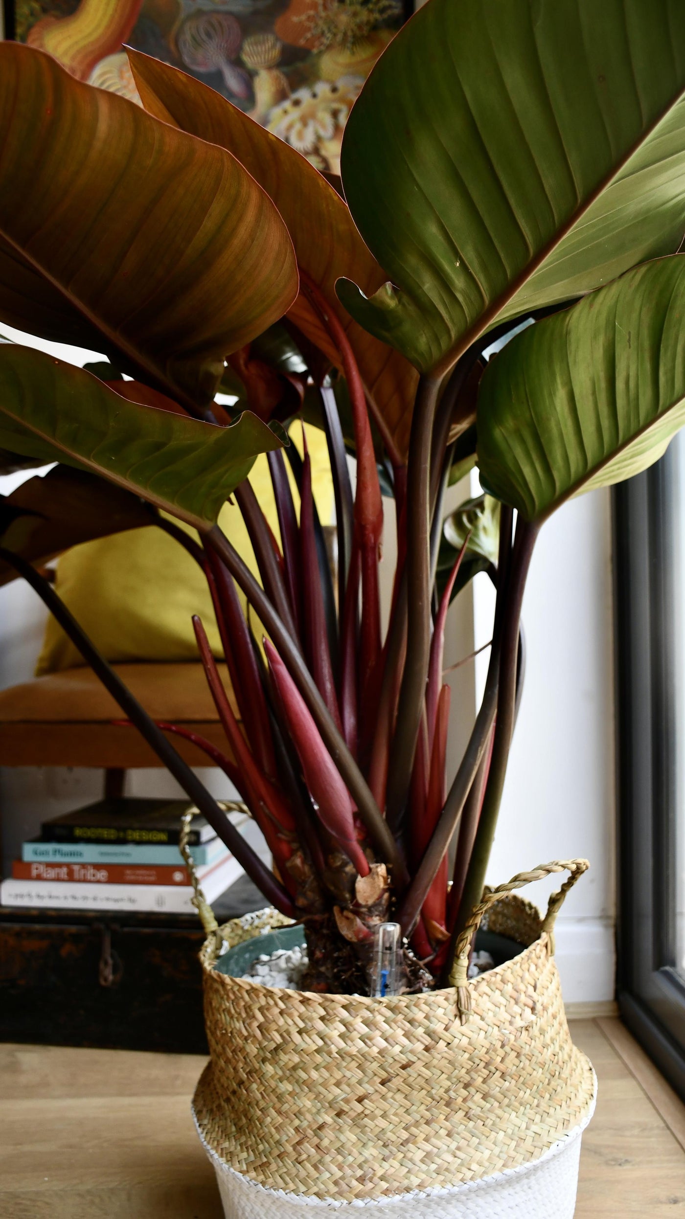 Philodendron Red Beauty