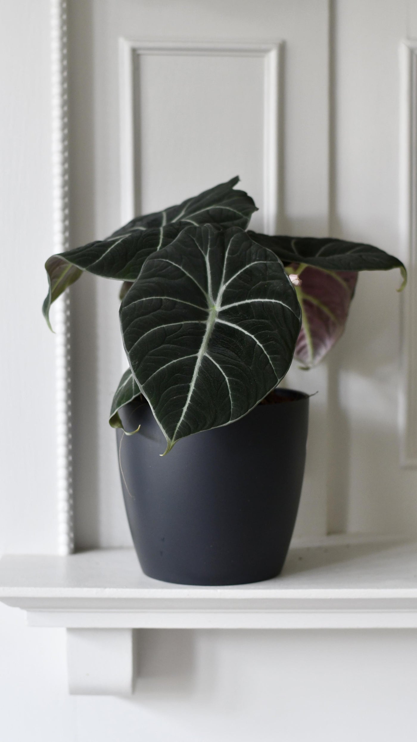 Alocasia Black Velvet (Alocasia Reginula)