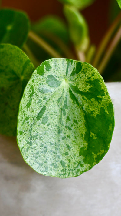 Pilea Mojito -  Variegated Pilea Peperomioides *very rare*