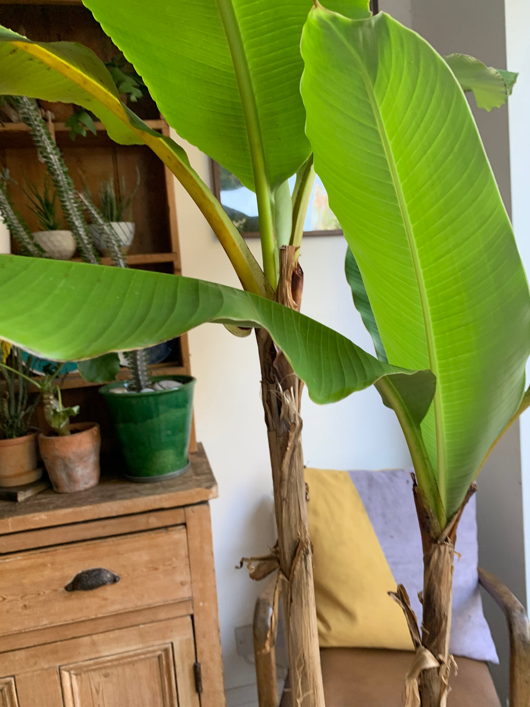 large indoor banana plant uk Musa basjoo | Japanese Banana