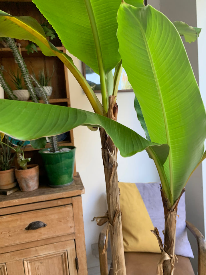 japanese banana plant indoor Musa basjoo | Japanese Banana