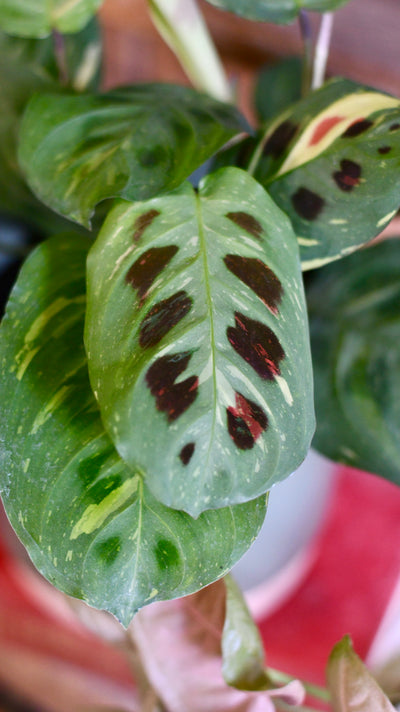 Maranta Leuconeura Kerchoveana | Maranta Fiesta | Prayer Plant