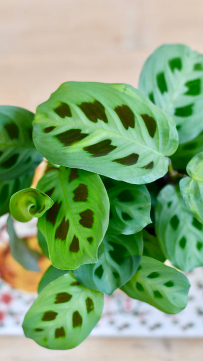 Maranta Kerchoveana (Prayer Plant) & Vibes Pot