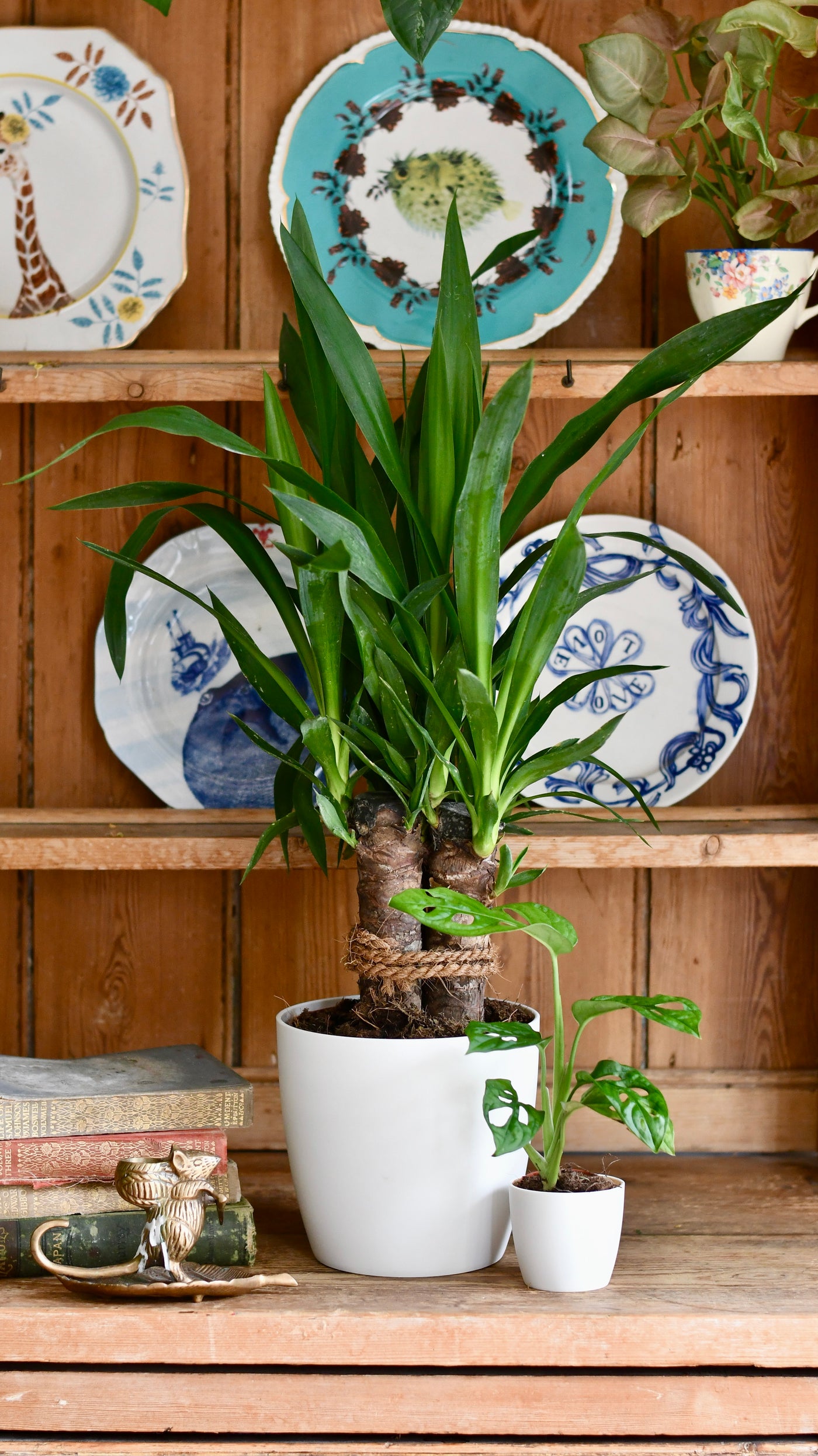 Yucca Elephatipes & Baby Monstera Houseplant Gift Set