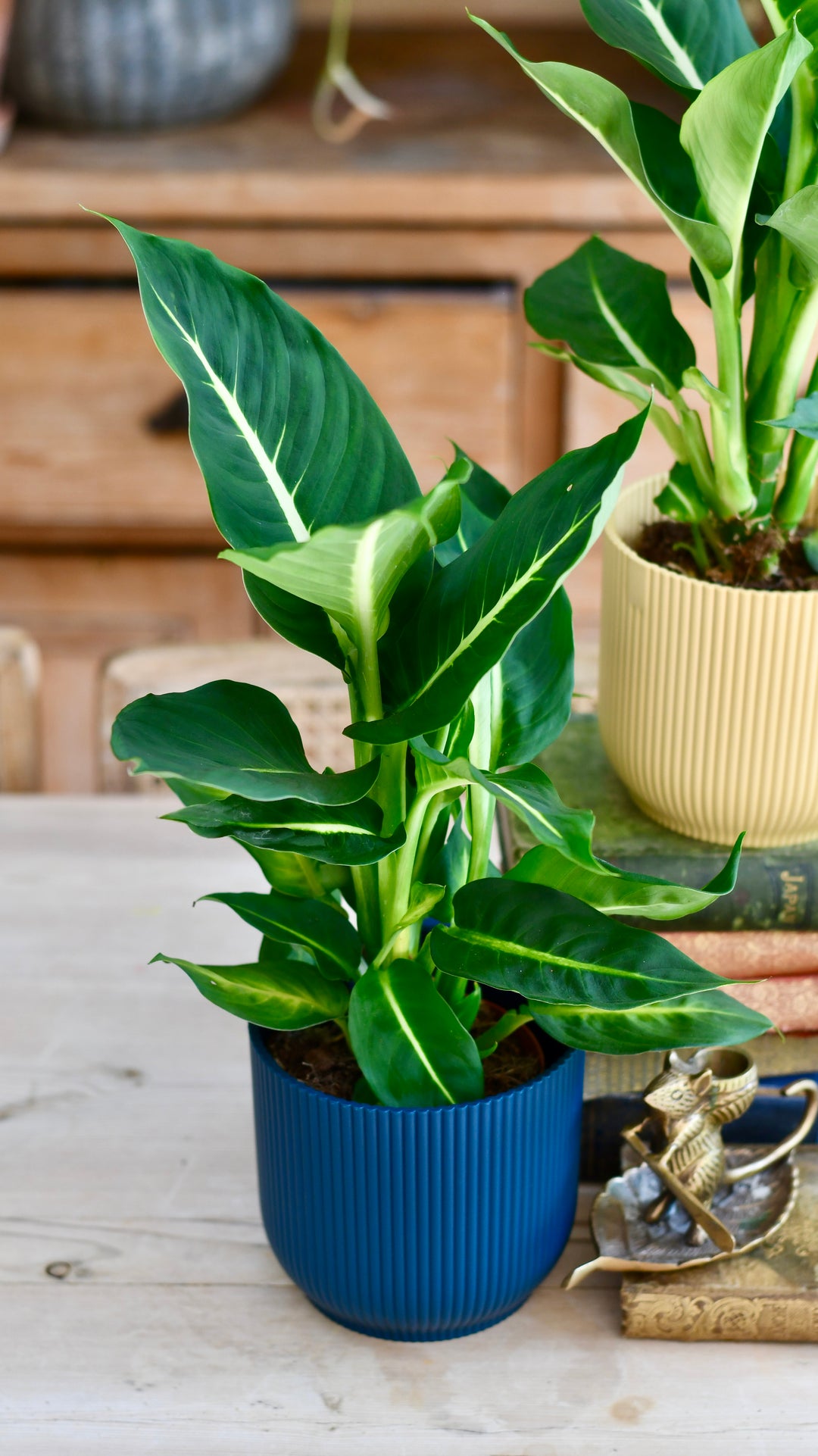 dieffenbachia 'green magic Dumb Cane | Dieffenbachia Camilla