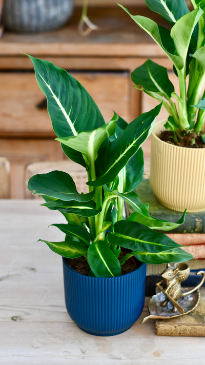 Dieffenbachia Green Magic - Dumb Cane