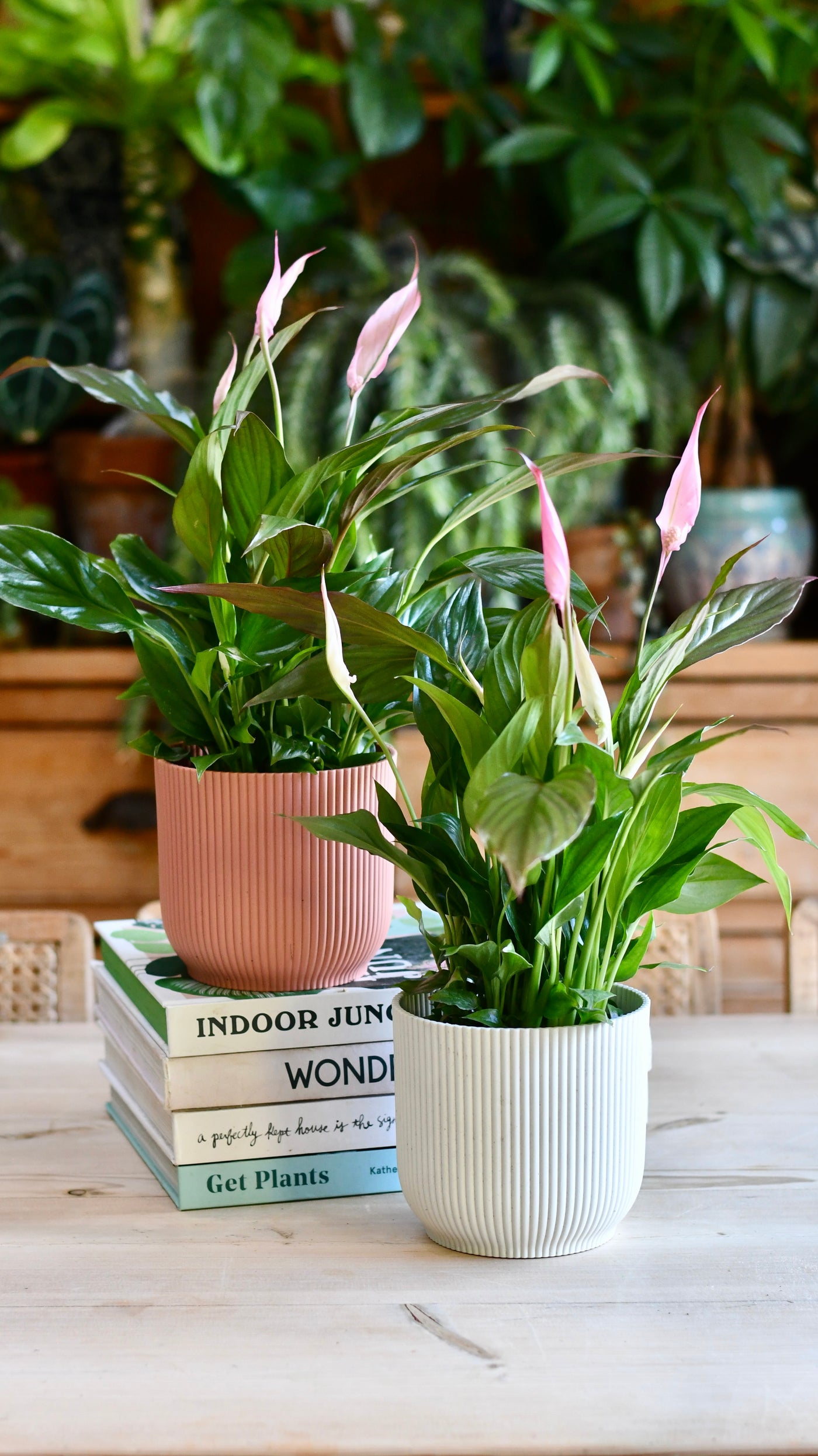 Spathiphyllum Pink Bellini, Peace Lilly & pot