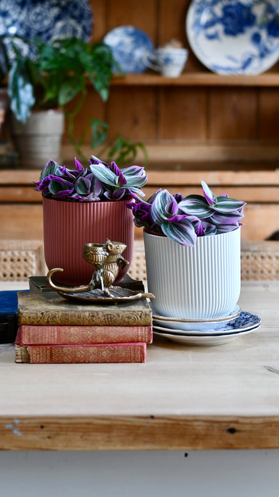 Tradescantia Nanouk & Vibes Pot