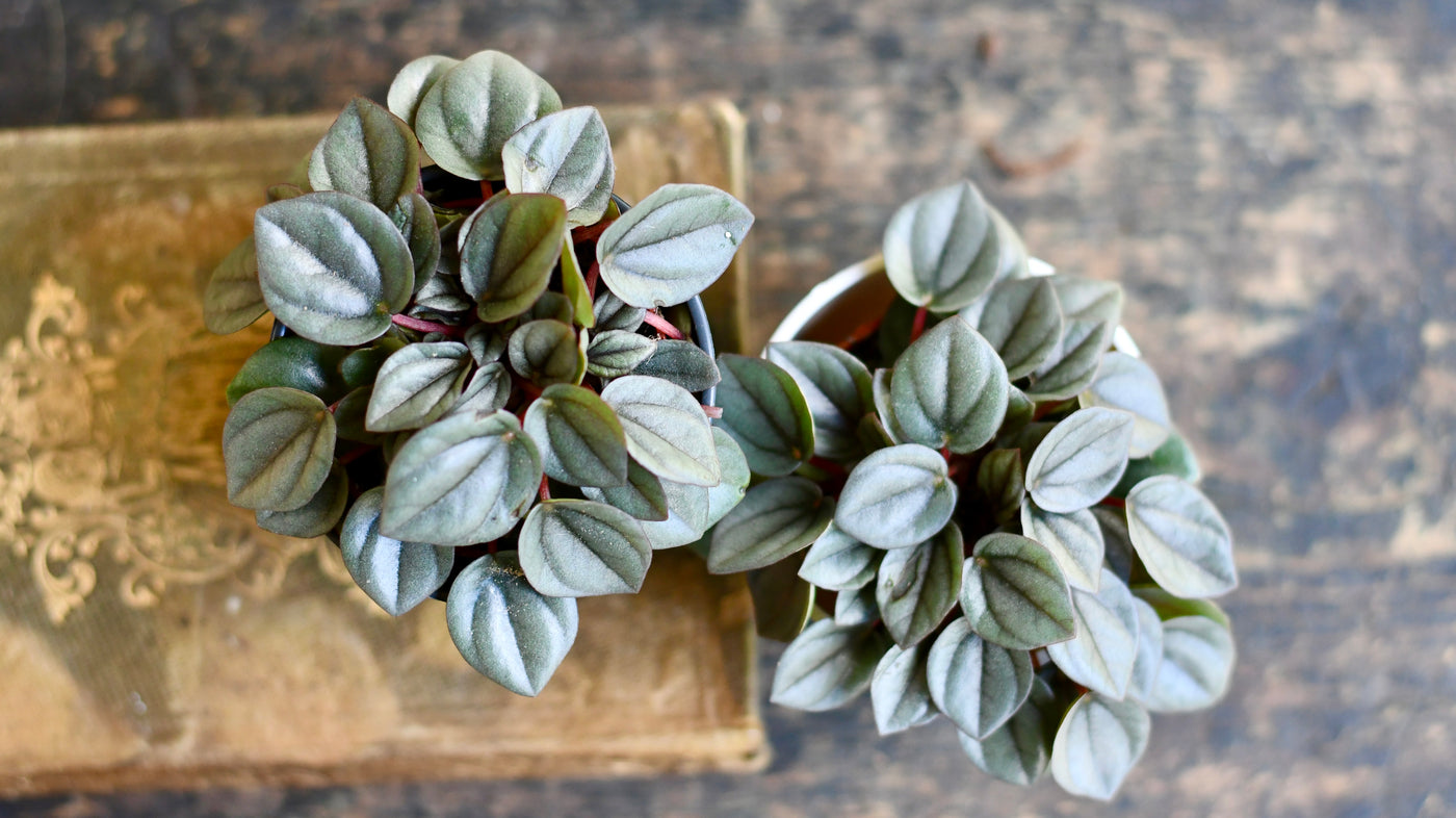 Baby Peperomia ‘Milano’