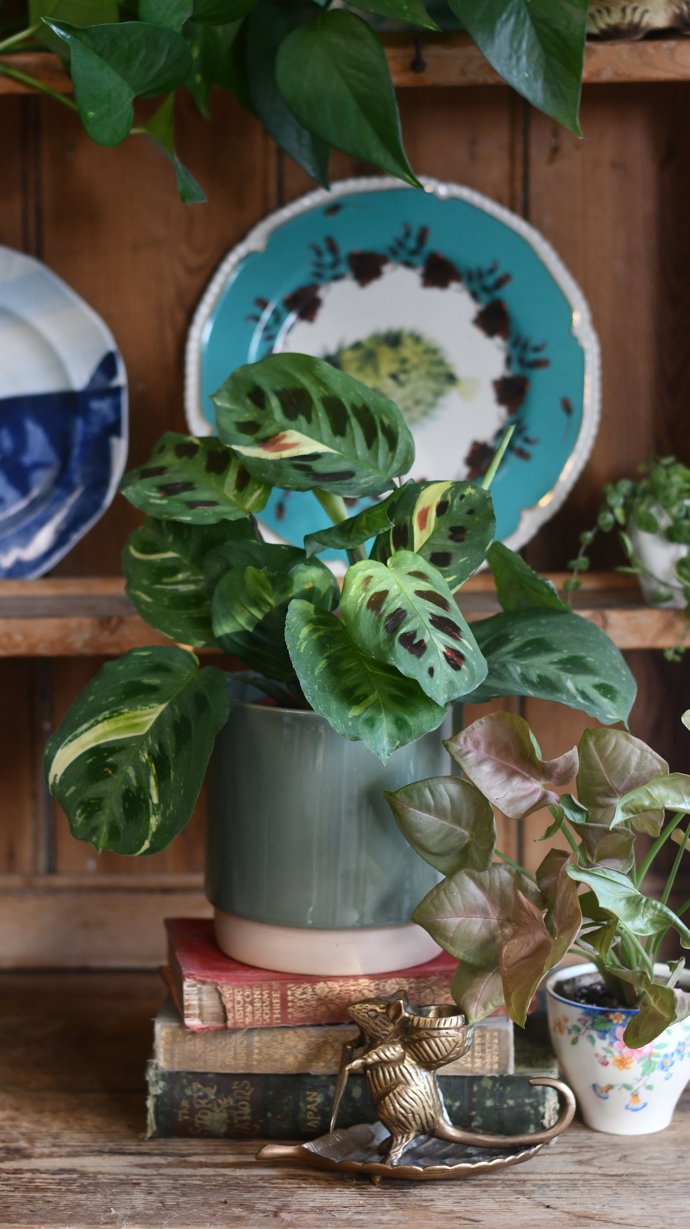 prayer plant kerchoveana Happy Houseplants | Variegated Maranta | Leuconeura Kerchoveana