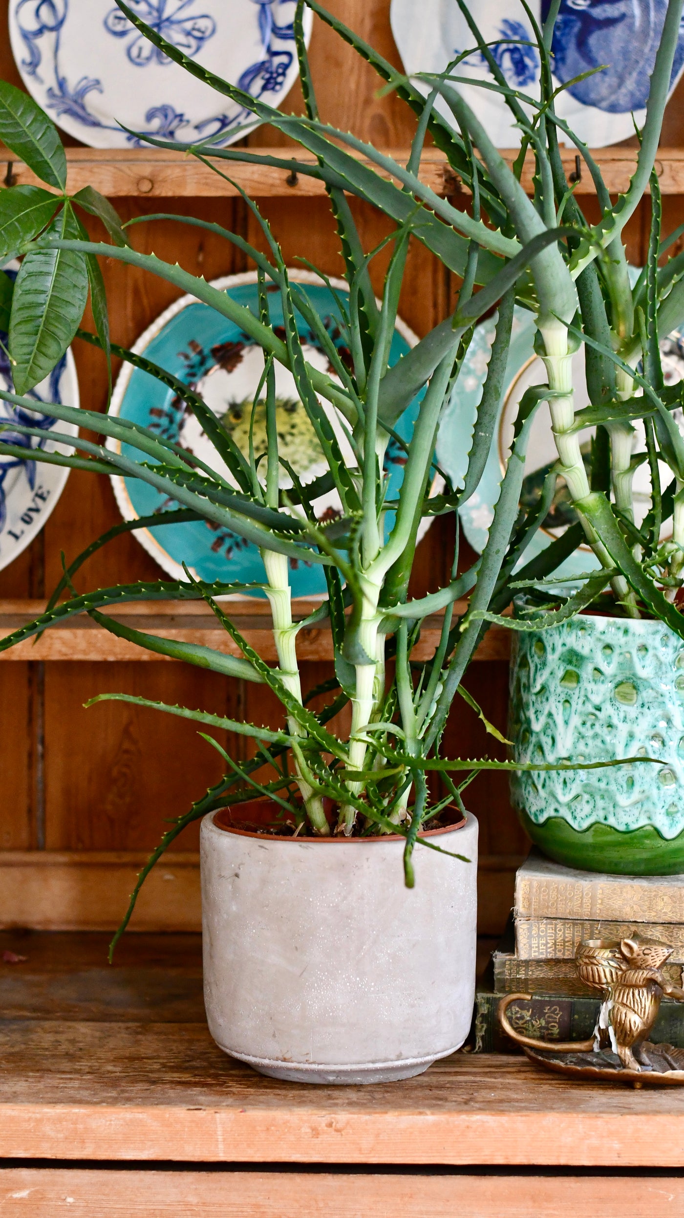 Candelabra Aloe (Octopus plant, Torch Aloe, Tree aloe)