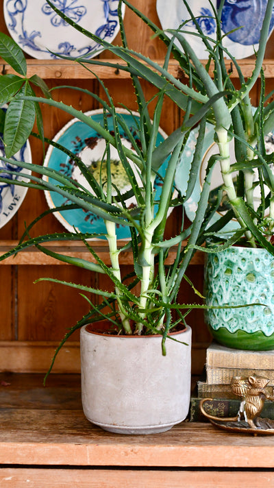 Candelabra Aloe (Octopus plant, Torch Aloe, Tree aloe)