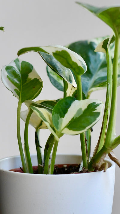 Baby Epipremnum Aureum N'Joy & Brussels Pot