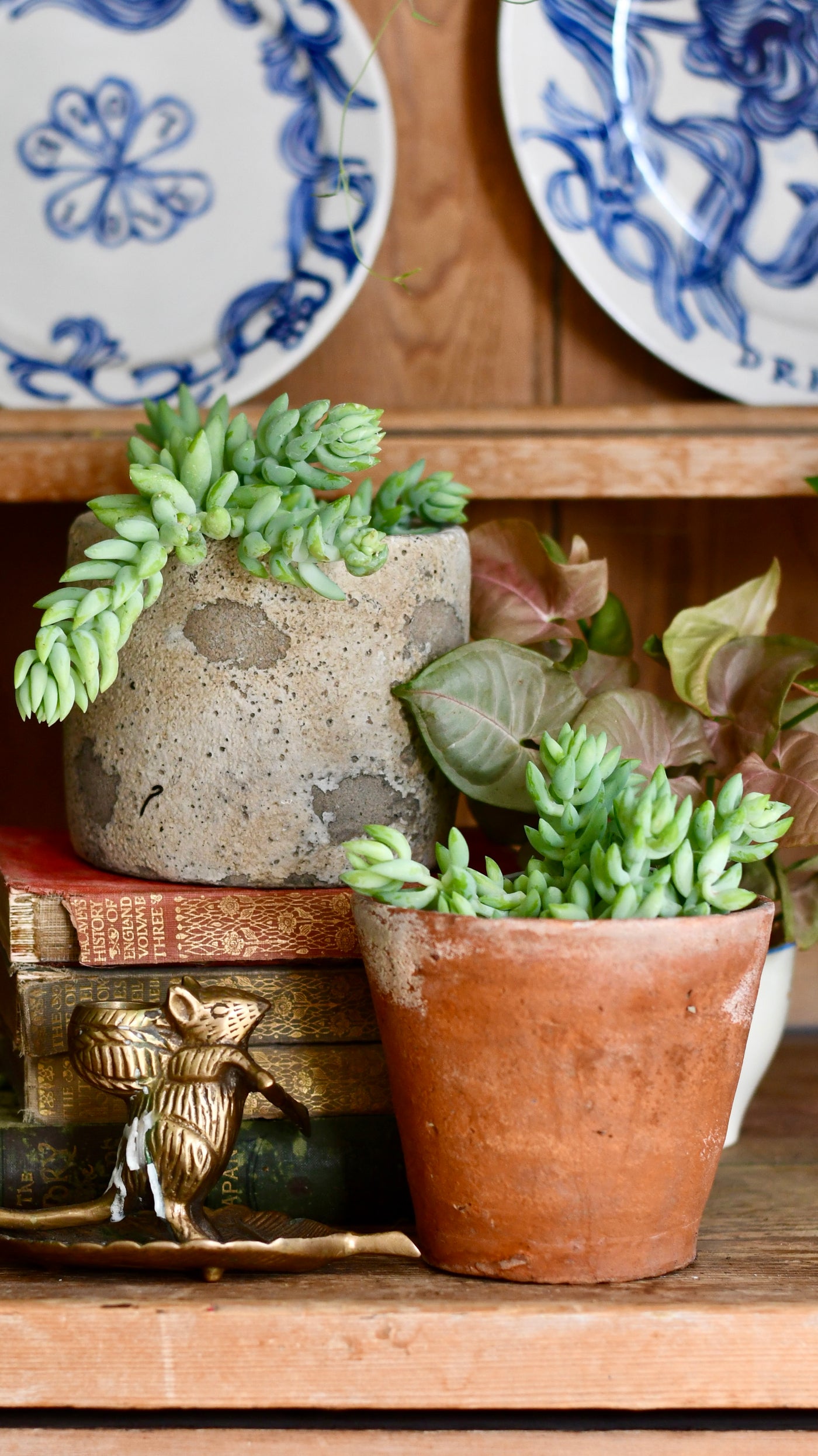 Baby Sedum Burrito Burrows Tail (Sedum Morganianum)