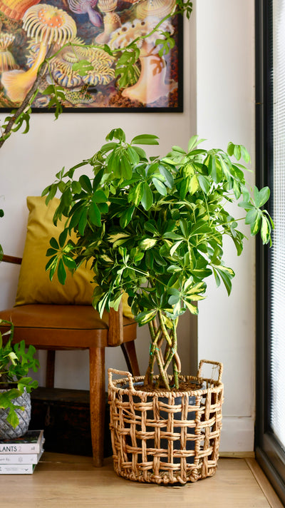 Twisted Umbrella Tree or Schefflera