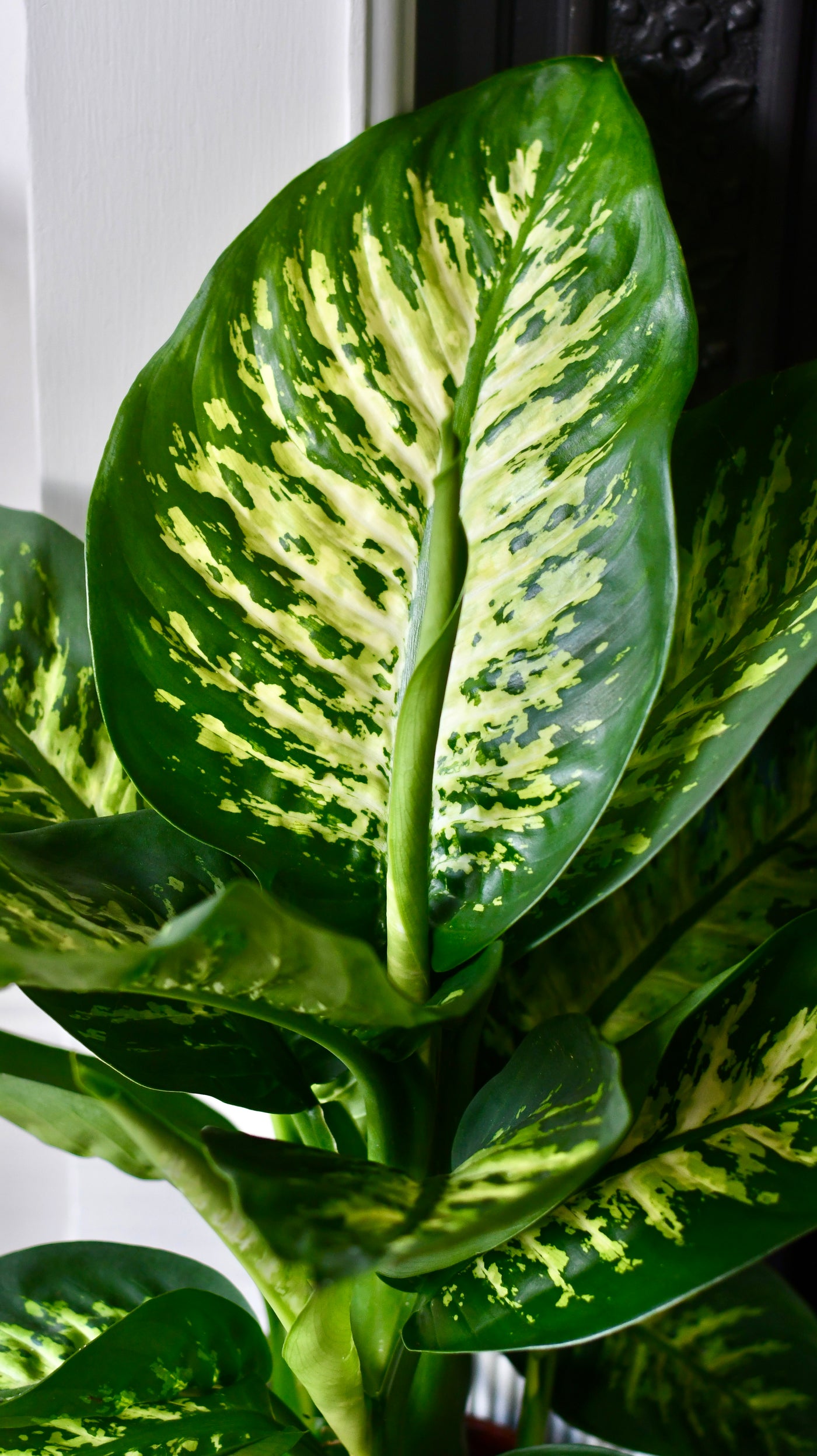 Dieffenbachia Tropic Snow (Dumb Cane)