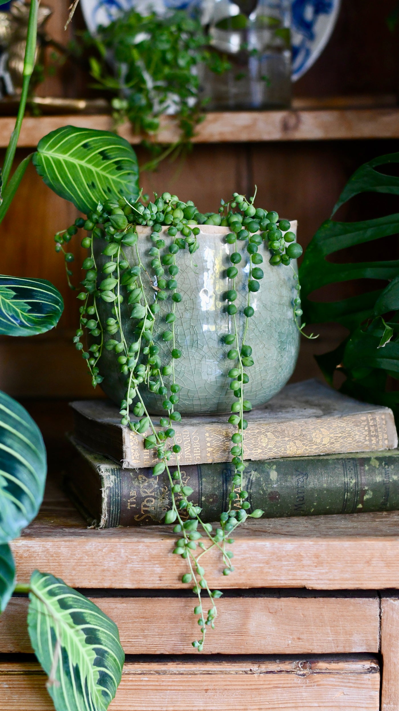 Senecio Rowleyanus - String of Pearls & Como Pot