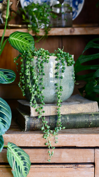 Senecio Rowleyanus - String of Pearls & Como Pot
