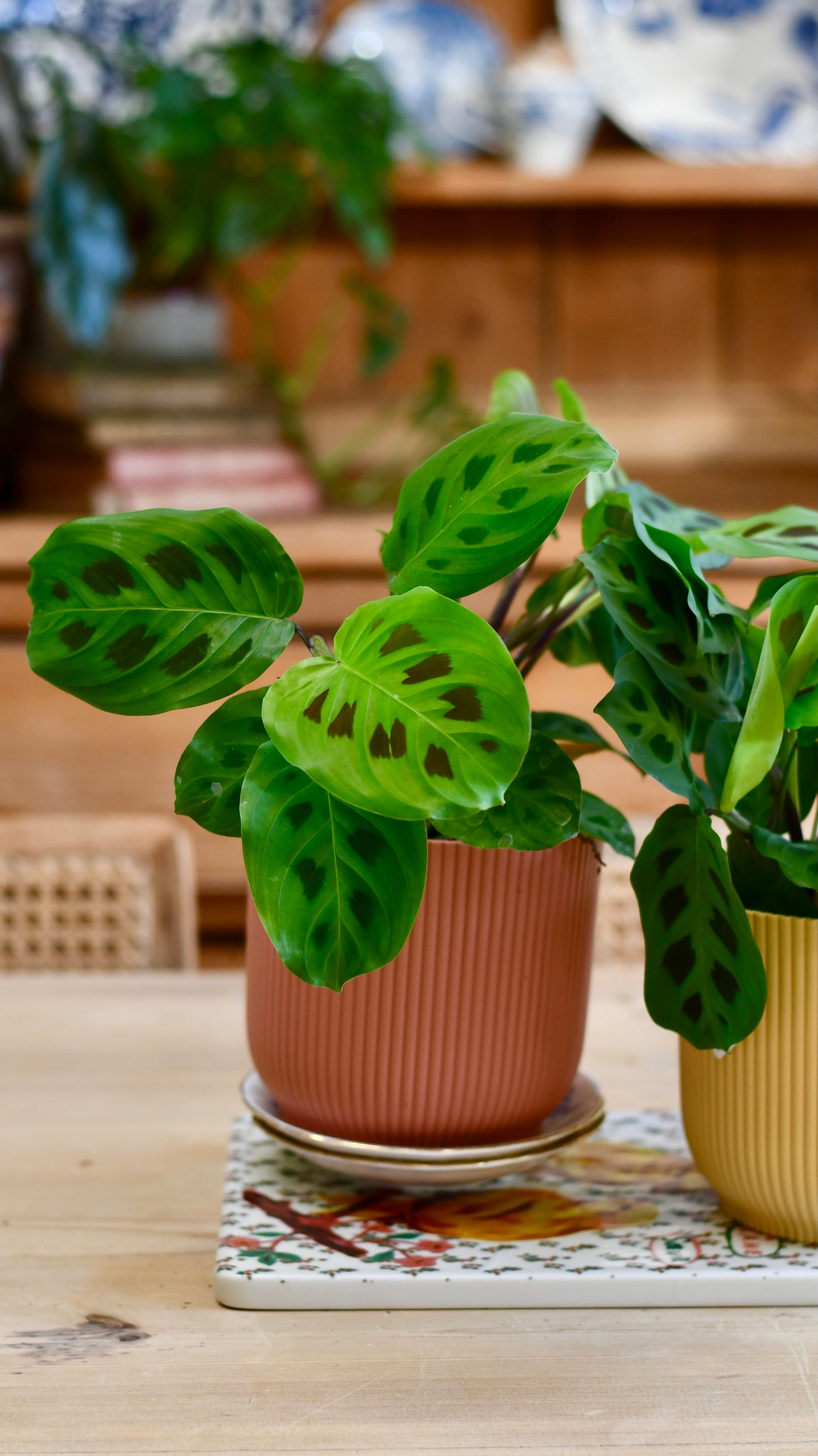 Maranta Kerchoveana (Prayer Plant) & Vibes Pot