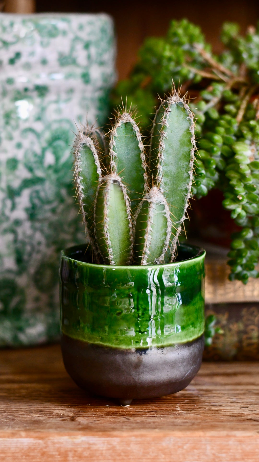 succulent plant gifts uk Vegan Cactus & Succulent Food Gift Box – Happy Houseplants
