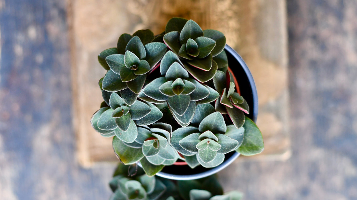 Peperomia Verticillata | Red Log