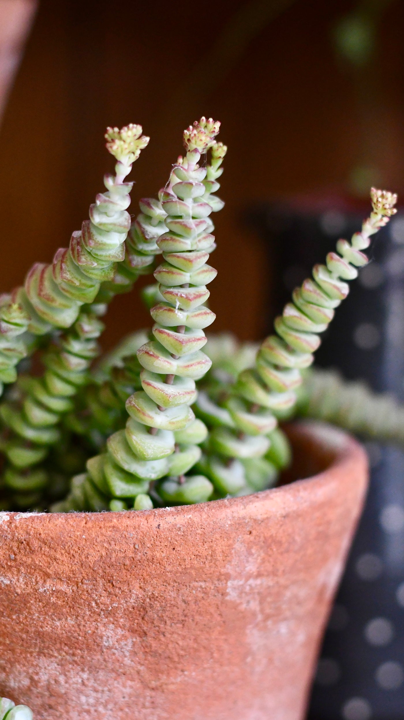 necklace vine succulent Crassula Marnieriana 'Hottentot' | Jade Necklace