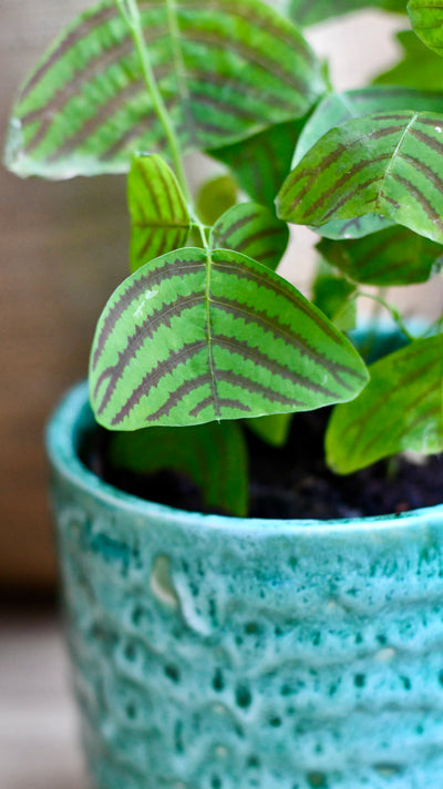 Swallow Tail, Butterfly Plant (Christia obcordata)